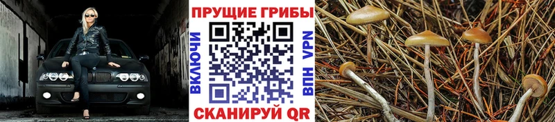 Галлюциногенные грибы Psilocybe  площадка Telegram  Поронайск 
